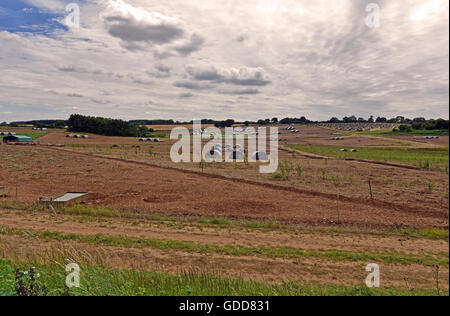 Free range pig farm in the Norfolk Country side, where pigs are free to roam in the mud and open air. Stock Photo