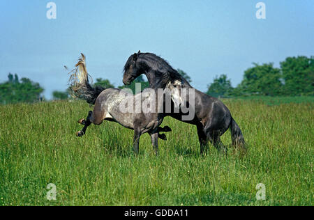 Lusitano Horse, Stallions fighting Stock Photo