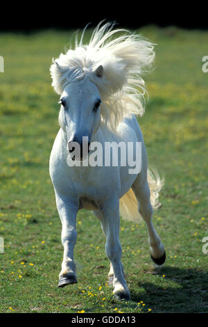 SHETLAND PONY, ADULT GALLOPING IN FIELD Stock Photo