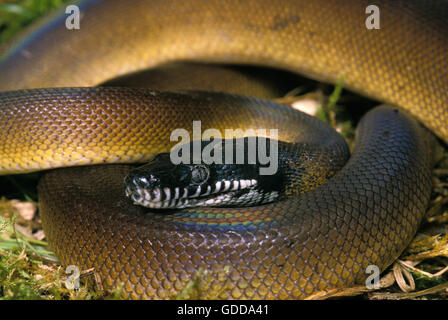White Lipped Python, liasis albertisi Stock Photo