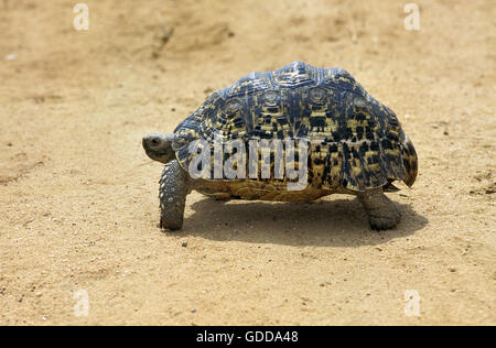 Leopard Tortoise, geochelone pardalis, Kenya Stock Photo