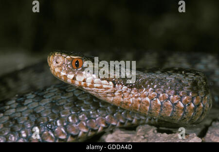 Adder, vipera berus, Venemous specy Stock Photo