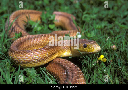 Four-Lined Snake, elaphe quatuorlineata Stock Photo