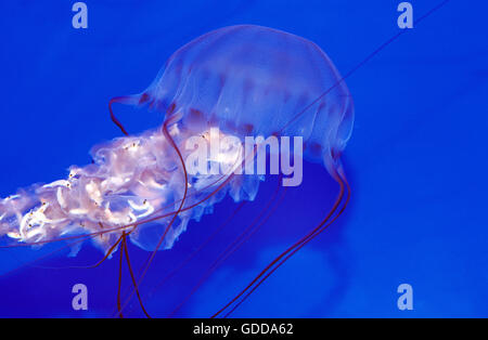 Fried Egg Jellyfish, phacellophora camtschatica Stock Photo