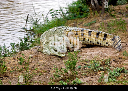 Orinoco Crocodile, crocodylus intermedius, Adult near River, Los Lianos in Venezuela Stock Photo