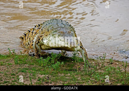 ORINOCO CROCODILE crocodylus intermedius, ADULT EMERGING FROM RIVER, LOS LIANOS IN VENEZUELA Stock Photo