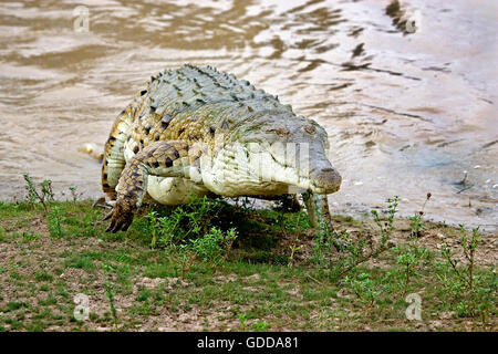 Orinoco Crocodile, crocodylus intermedius, Adult emerging from Water, Los Lianos in Venezuela Stock Photo