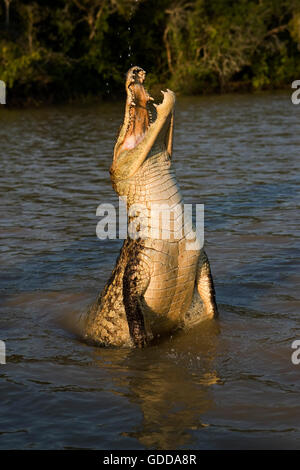 Spectacled Caiman, caiman crocodilus, Leaping out of River, Los Lianos in Venezuela Stock Photo