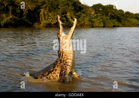 SPECTACLED CAIMAN caiman crocodilus, ADULT LEAPING OUT OF WATER WITH OPEN MOUTH, LOS LIANOS IN VENEZUELA Stock Photo