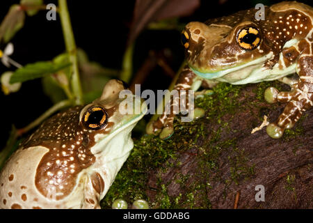 Amazon Milk Frog, phrynohyas resinifictrix, Adults Stock Photo