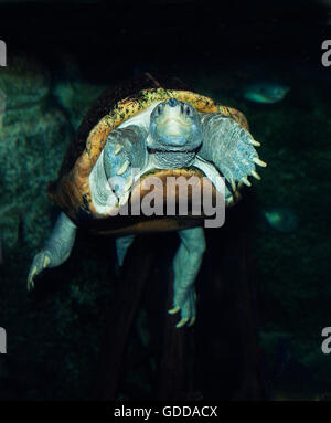 GIANT ASIAN POND TURTLE OR TEMPLE TURTLE heosemys grandis, ADULT Stock Photo
