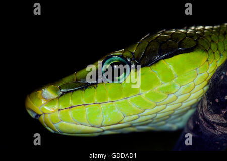 RED-TAILED GREEN RAT SNAKE gonyosoma oxycephala, CLOSE-UP OF HEAD Stock Photo