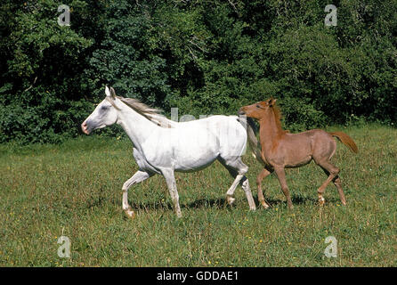 ARABIAN HORSE, MARE WITH FOAL STANDING IN PASTURE Stock Photo