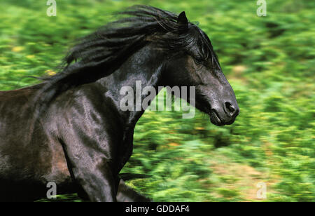 Pottok Horse, Adult Galloping with a Flowing Mane Stock Photo