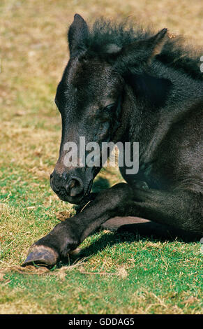 Pottok Horse, Foal laying down on Grass Stock Photo