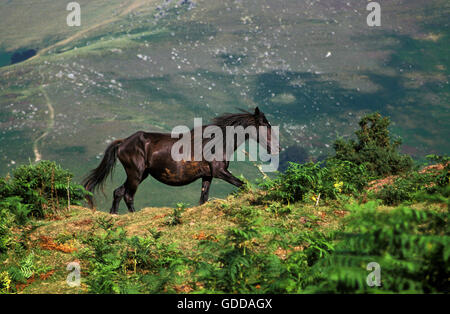 Pottok Horse, Adult walking, French Pyrenees Stock Photo