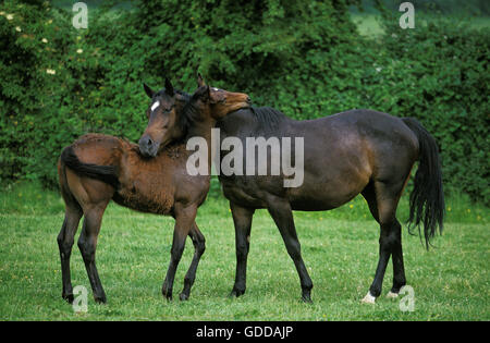 English thoroughbred Horse, Mare with Foal standing in Paddock Stock Photo