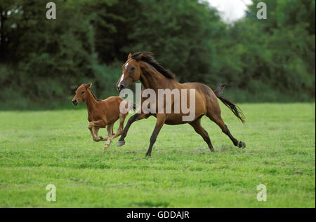 English Thoroughbred Horse, Mare with Foal Galloping through Meadow Stock Photo
