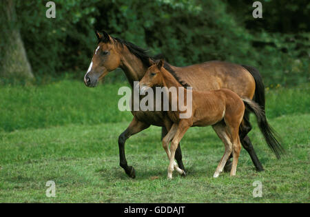 English Thoroughbred Horse, Mare with Foal Stock Photo