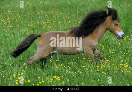 American Miniature Horse, Adult in Meadow Stock Photo