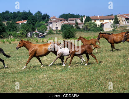 Anglo Arab Horse, Herd Galloping through Meadow Stock Photo