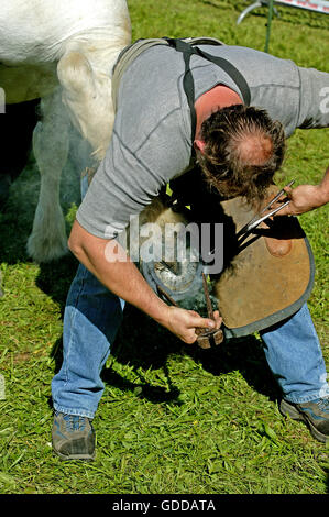 Blacksmith with a Percheron Horse, branding Hot Iron onto the Hoof Stock Photo