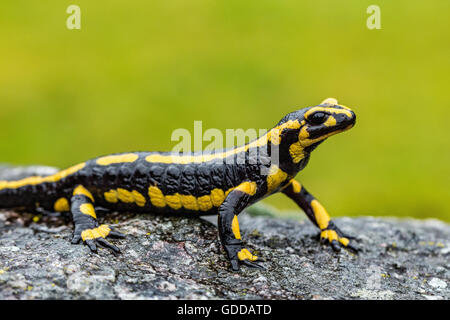 Salamandra salamandra,fire salamander Stock Photo