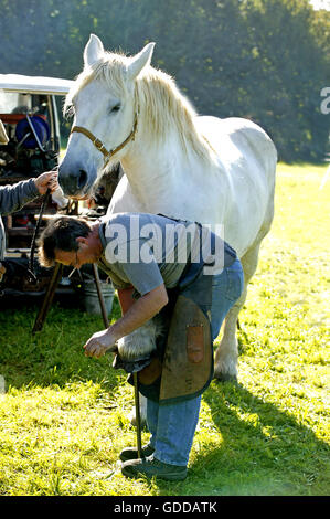 Blacksmith With Percheron Horse, Trimming Hoof with Rasp Stock Photo