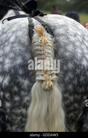 PERCHERON HORSE, CLOSE-UP OF BRAIDED TAIL, NORMANDY IN FRANCE Stock Photo