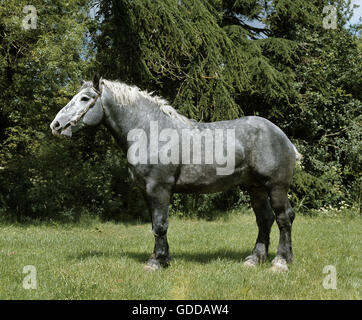 Percheron Draft Horse Stock Photo