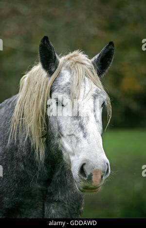 Percheron Draft Horse Stock Photo