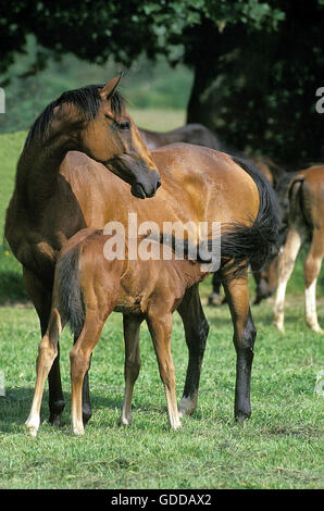 English Thoroughbred Horse, Mare with Foal suckling Stock Photo
