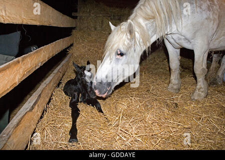 Percheron Draft Horses, a French Breed, Mare and New born Foal Stock Photo