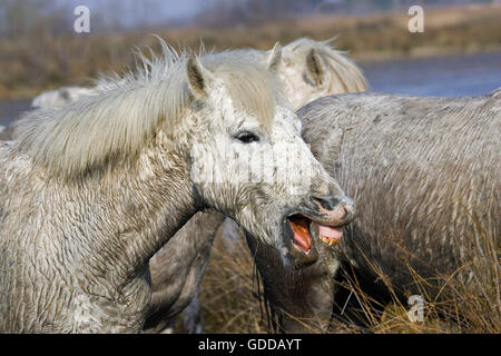 Camargue Horse, Herd standing in Swamp, Saintes Marie de la Mer in Camargue, in the South of France Stock Photo