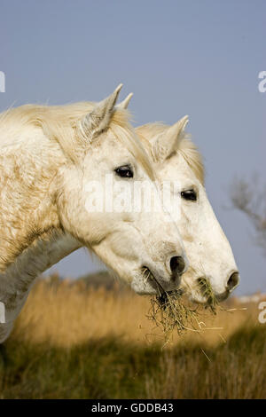 Camargue Horses, Eating Grass, Saintes Marie de la Mer in Camargue, South of France Stock Photo