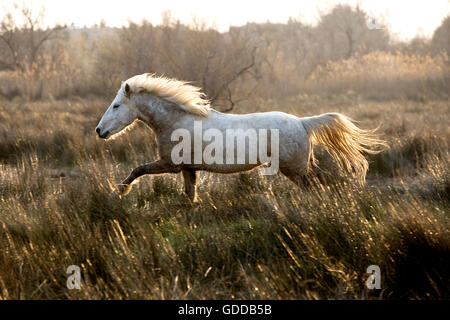Camargue Horse, Adult in Swamp, Saintes Marie de la Mer in Camargue, in the South of France Stock Photo