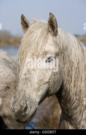 Camargue Horse, Portrait, Saintes Marie de la Mer in Camargue, South of France Stock Photo