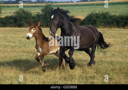 MULASSIERE DU POITOU AND MULE, MARE WITH FOAL Stock Photo