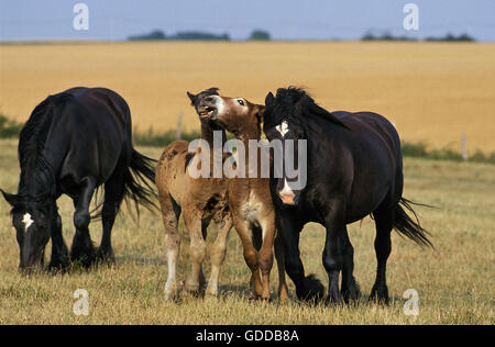 Mulassiere du Poitou with Mule Stock Photo