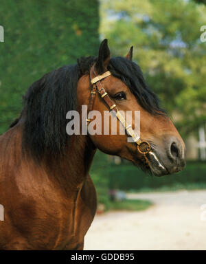 Ardenese Horse, Portrait, Haras de Compiegne in France Stock Photo