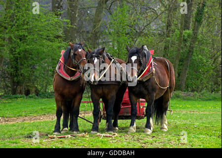 Harnessed Cob Normand Draft Horse, French Breed Stock Photo