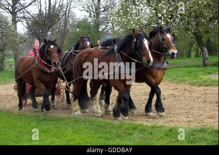 Harnessed Cob Normand Draft Horse, French Breed Stock Photo