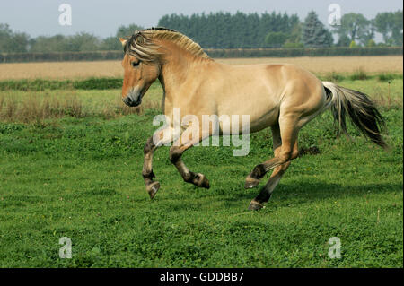 NORWEGIAN FJORD HORSE, ADULT GALLOPING THROUGH MEADOW Stock Photo