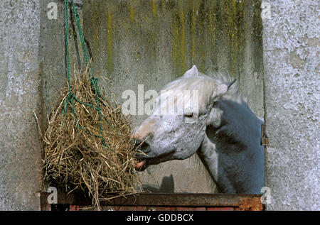 Horse in Stable, Eating Hay Stock Photo