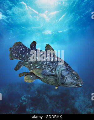 COELACANTH latimeria chalumnae, ADULT Stock Photo