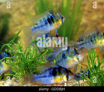 BLUE GERMAN RAM mikrogeophagus ramirezi Stock Photo
