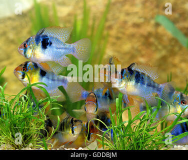 BLUE GERMAN RAM mikrogeophagus ramirezi Stock Photo