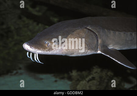 LAKE STURGEON acipenser fulvescens Stock Photo