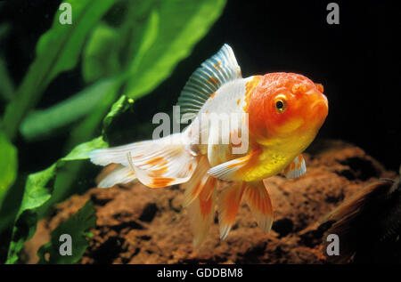 ORANDA GOLDFISH carassius auratus Stock Photo