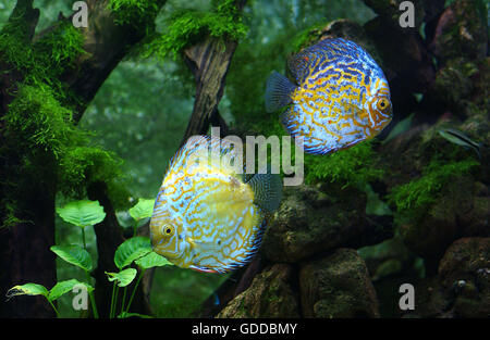 Discus Fish, symphysodon aequifasciatus, Adults Stock Photo